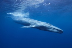 Blue whale in Mirissa srilanka