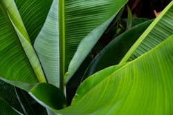 Green leaf of palm tree background. Grean leaf photo.
