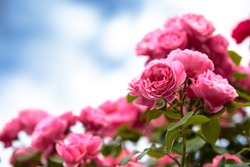Rose flower outdoor shot image