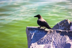 Adult grey Hooded crow sits on a top of a grey granite stone against a green algae water in river. A large black-grey plumage clever bird with a big beak on the rocks. Ornithology. Cyanobacteria.