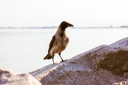 A single adult grey Hooded crow sits on top of a grey granite stone against a blue water in river. A large black-grey plumage clever bird with a big beak on the rocks by a sea. Wildlife. Ornithology.