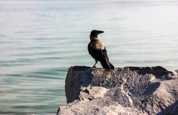 A single adult grey Hooded crow sits on top of a grey granite stone against a blue water in river. A large black-grey plumage clever bird with a big beak on the rocks by a sea. Wildlife. Ornithology.