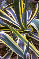 Agave century plant variegated on plantation. Huge green leaves, yellow serrated edges in botanical garden. Evergreen succulent. Large cactus, live plant. Twisty variegated agave Americana backdrop.