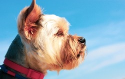 Beautiful Yorkshire Terrier dog against a blue sky background with space for text. Pedigree little dog puppy with red collar walking in the street. A cute funny pet outdoors in sunny summer spring day