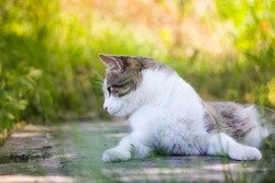 Tabby bicolor white and gray cat relaxing outdoors against green grass in spring garden. Feline on a street in sunny summer day. Kat, gato, katt, gato kot kissa. Feline lying on a lawn. Place for text