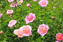 Fresh beautiful bicolor yellow pink peonies of pearl placer variety. Peony buds with delicate petals in a spring or summer botanical garden. Floral theme. Peonies gardens, flowerbed. Greeting card.