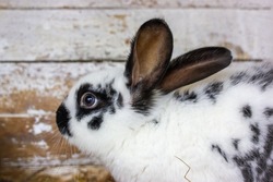 White and black hare sitting against wooden wall. Poor animal to experiment, testing cosmetics on animals. Domestic rodent on eco farm. Cute sad bunny cooped up like a prisoner. Animal in contact zoo.