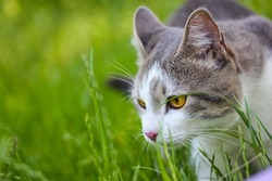 Beautiful bicolor white gray hunter cat with yellow eyes standing in high green grass watching into distance. Feline walking in summer nature. Feline portrait.
