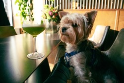A small Yorkshire Terrier dog sits at a table in a cafe, restaurant, sniffing an alcoholic beverage in a glass, a cocktail. Companion dogs breeds. Funny terrier canine animal, pet celebrating birthday