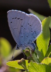 Holly blue butterfly - Free Stock Photo by paul clifton on Stockvault.net