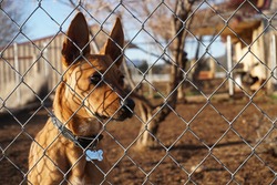 alert brown dog behind fence