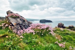 The typical landscape of the burren region in Ireland: Colorful flowers growing on the rocks. The wild sea is in the background. Wild Atlantic Way. Europe