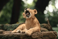 wild , wildanimals, big cats, cats, lion cub, lioness 