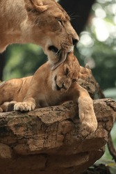 wild , wildanimals, big cats, cats, lion cub, lioness 