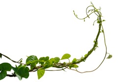 Vine plant ivy isolated on white background. Clipping path