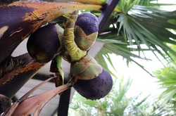 Close up of Palm fruit or Palmyra palm on sugar palm tree.