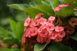 Close up of beautiful Euphorbia milii, the crown of thorns, called Corona de Cristo. Crown of thorn flower. Pink Euphorbia milii flower in the garden.