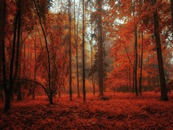 Atmospheric autumn forest in the fog. Yellow and orange leaves on the trees in the morning forest. Beautiful background.