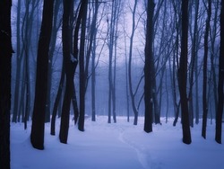 Moody winter forest in the fog. Dark snowy woods in blue tones. Trees are covered with frost.