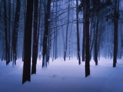 Moody winter forest in the fog. Dark snowy woods in blue tones. Trees are covered with frost.