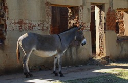 A small grey donkey rests in the shade of a dilapidated run down old house landscape format