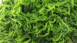 Close-up green algae background. Green algae from Lao
