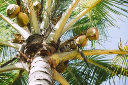 Green coconut palm growing at tropical beach