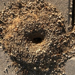 Top view of an anthill, ant hill entrance on a pavement pavers in a sunny day, selective focus