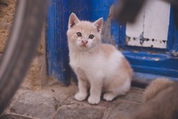 Stray cat in the old town of Essaouira World Heritage Site, a port city on the Atlantic coast west of Marrakech, Kingdom of Morocco