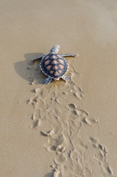 Green sea turtle walk to the ocean , Phang-nga Thailand.