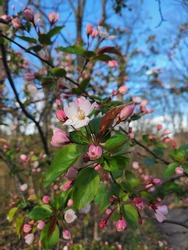 Crabapple tree branch with small white-pink flowers and pink buds in early spring.