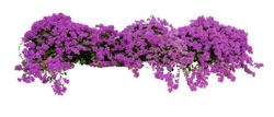 Large flowering spreading shrub of purple Bougainvillea (paper flower) tropical flower climber vine landscape plant isolated on white background, clipping path included.