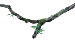 Tropical moist forest epiphytes (fern, moss and lichen) grow on old weathered jungle tree branch isolated on white bacground, clipping path included.