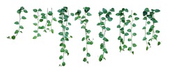 Set of hanging vine plant with heart-shaped variegated leaves of devil's ivy or golden pothos (Epipremnum aureum) the popular tropic houseplant for being indoor nature’s air purifier isolated on white