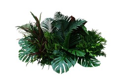 Tropical foliage plant bush (Monstera, palm leaves, Calathea, Cordyline or Hawaiian Ti plant, ferns, and fir) floral arrangement indoor garden nature backdrop isolated on white with clipping path.