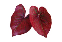 Red foliage with green veins Caladium fancy leaved tropical foliage plant leaves popular houseplant isolated on white background, clipping path included.
