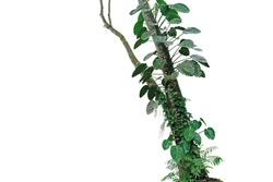 Tropical rainforest tree trunk with climbing vine plants philodendron, syngonium, forest orchid, fern and moss. Tropic leaves foliage plants growing on jungle tree isolated on white with clipping path