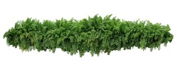 Tropical foliage plant bush, cascading hanging Fishtail fern or forked giant sword fern (Nephrolepis spp.) the shade garden landscaping shrub plant isolated on white with clipping path.