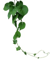Twisted jungle vines hanging liana plant with heart shaped green leaves of cowslip creeper (Telosma cordata) medicinal forest plant isolated on white background with clipping path.  