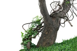 Old jungle tree trunk with climbing vines twisted liana plant and green leaves creeper flowering plant growing on green grass lawn hill isolated on white background, clipping path included.