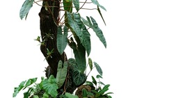 Climbing philodendron (Philodendron billietiae) tropical foliage plant growing on rainforest tree trunk with Bromeliads, Anthurium, ferns, and various tropic plants leaves on white background.