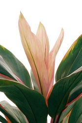 Pink and green multicolor leaves of Ti plant or Cordyline tropical foliage plant nature leaves pattern on white background.