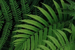 Tropical rainforest fern leaves pattern on black background, lush foliage plant green nature background.