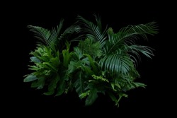 Tropical leaves foliage jungle plant bush floral arrangement indoor nature backdrop on black background.
