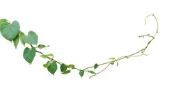 Twisted jungle vines climbing plant of Laurel clockvine (Thunbergia laurifolia) medicinal vine plant native to Southeast Asia with heart-shaped leaves wild liana plant isolated on white background. 