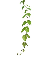 Hanging vine liana plant with heart shaped green leaves of purple yam or winged yam (Dioscorea alata) the tropic forest climber plant isolated on white background with clipping path.