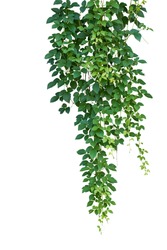 Wild climbing vine ivy plant, Bush grape or Cayratia trifolia (Linn.) Domin. isolated on white background with clipping path. Hanging bush of jungle vines.