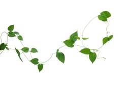 Heart shaped green leaves vines isolated on white background, clipping path included. Cowslip creeper, medicinal plant.