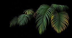 Green and yellow palm leaves, tropical plant growing in wild on black background.
