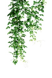 Wild climbing vine ivy jungle plant, Bush grape or Cayratia trifolia (Linn.) Domin. liana plant isolated on white background, clipping path included. Hanging bush of jungle vines.